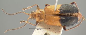 Media type: image; Entomology 18462   Aspect: habitus dorsal view